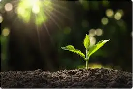 വീട്ടിലുണ്ടാക്കാം ജൈവ ഹോര്‍മോണുകള്‍