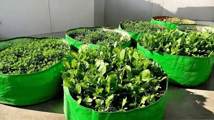 ഗ്രോബാഗിലുണ്ടാക്കാം നല്ലൊരു അടുക്കളത്തോട്ടം