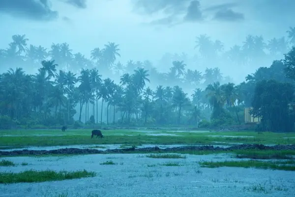 കന്നി മാസത്തിലും കാലവർഷം സജീവമാകുന്നു