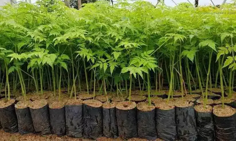 കൃഷിയിലൂടെ മികച്ച വരുമാനമാണോ നിങ്ങളുടെ ലക്ഷ്യം? എങ്കിൽ നിങ്ങളറിയണം മലബാർ വേപ്പിനെ കുറിച്ച് 