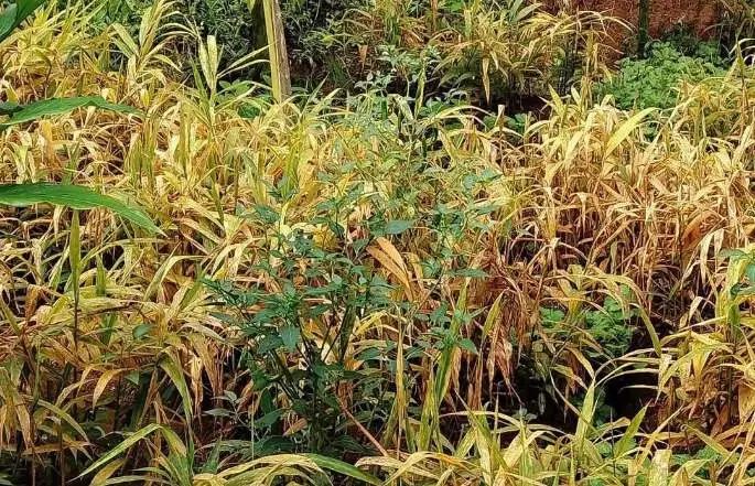 ഇഞ്ചി കൃഷിക്ക് പുതിയ രോഗ ഭീഷണി: പൈറിക്കുലേറിയ രോഗം
