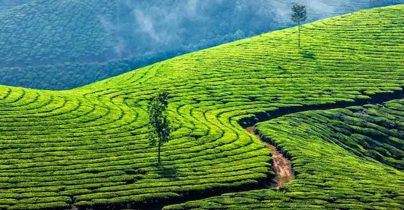 ഏഷ്യയിലെ ഏറ്റവും മികച്ച റൂറൽ സ്പോട്ട് പട്ടികയിൽ ഇടം നേടിയ മൂന്നാറിലേക്കുള്ള യാത്രയിൽ അറിയേണ്ടതെല്ലാം 