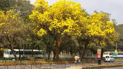 ട്രീ ബാങ്ക് പദ്ധതിയുമായി വനം വകുപ്പ്, കര്‍ഷകര്‍ക്ക് 15 ലക്ഷം വരെ ധനസഹായം