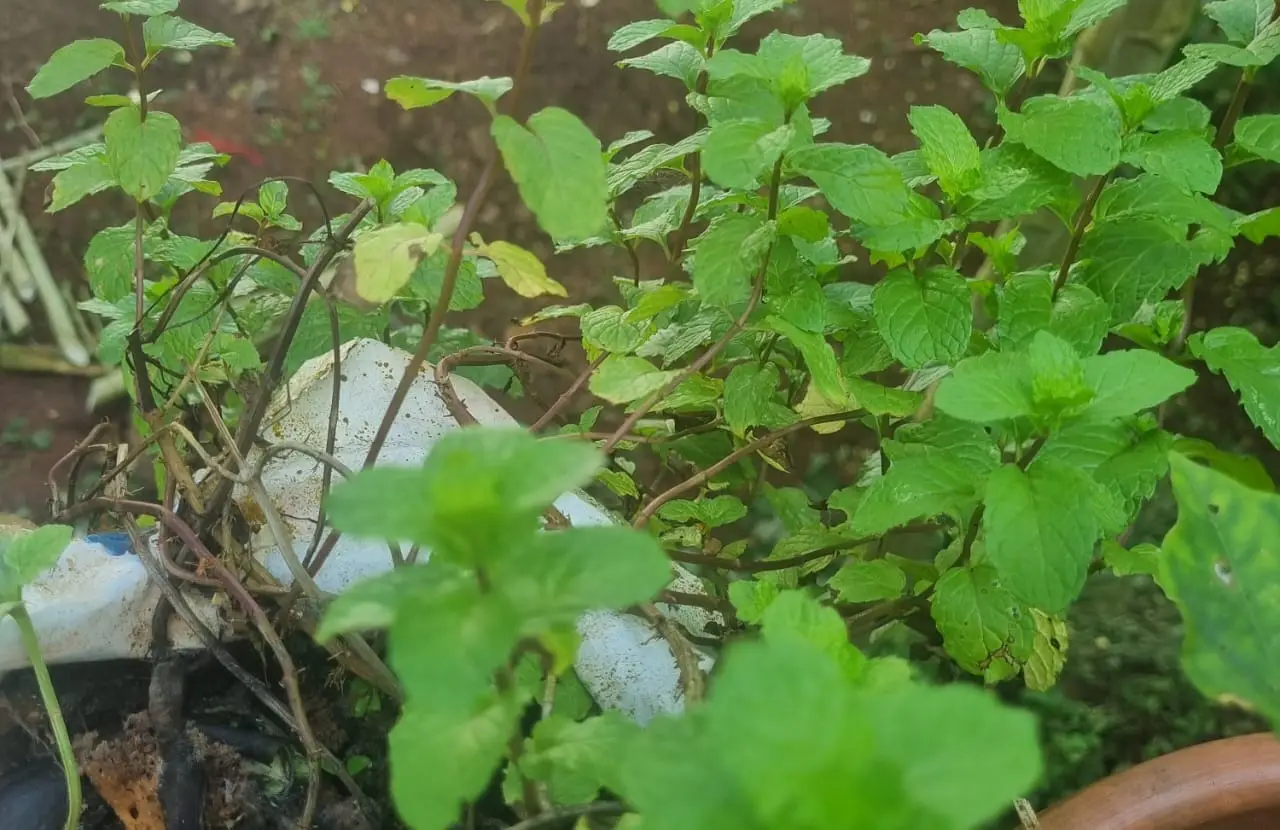 പുതിന തഴച്ചു വളരും വീട്ടിൽ ഇങ്ങനെ ചെയ്യൂ 