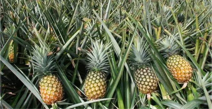 കൂത്താട്ടുകുളം പൈനാപ്പിൾ ഇനി ദുബൈയിലും 