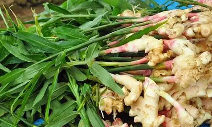 ഇഞ്ചി ഗംഭീരമായി വിളവെടുക്കാൻ ഈ ട്രിക്കുകൾ പ്രയോഗിക്കൂ