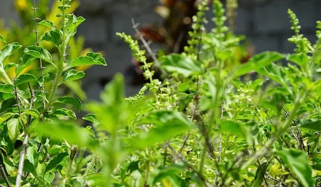 കേരളത്തിൽ കാണുന്ന തുളസി കൃഷി വഴി അയൽ സംസ്ഥാനങ്ങൾ സമ്പാദിക്കുന്നത് ലക്ഷങ്ങൾ