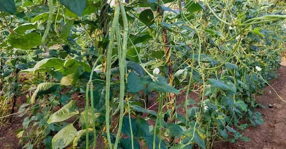 മികച്ച വിളവോടെ കുറഞ്ഞ സ്ഥലത്ത് കൃഷി ചെയ്യാവുന്ന 7 ഇനം പച്ചക്കറികൾ   