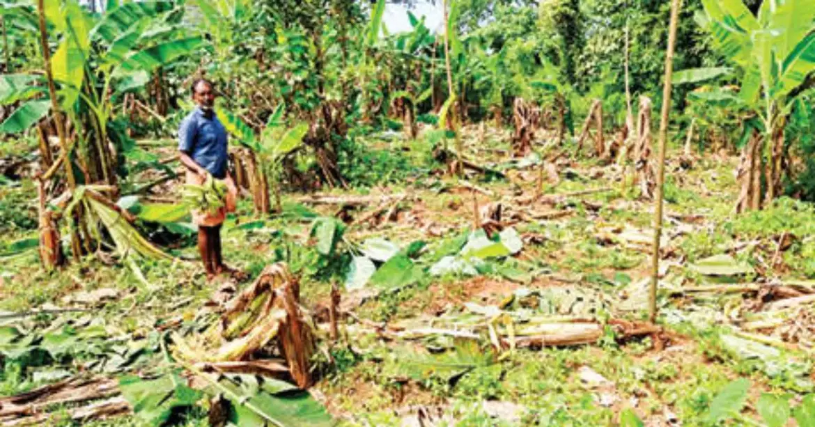 ഒറ്റ രാത്രി കൊണ്ട് കാട്ടാന ചവിട്ടിയരച്ചത് 600 നേന്ത്രവാഴ,ആർക്കും കാണാനാകില്ല ഈ കാഴ്ച