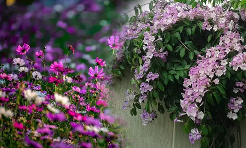 ചെടികൾ പൂവിടുന്നില്ലേ? എങ്കിൽ ഈ പൊടിക്കൈകൾ പ്രയോഗിച്ചാൽ മതി