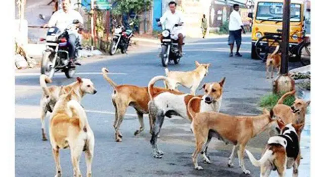 തെരുവുനായ്ക്കളെ ജാഗ്രതയോടെ കണ്ടില്ലെങ്കിൽ വൻ ആപത്ത്, നായ്ക്കളെ പൂട്ടാൻ ഉദ്യോഗസ്ഥർ, ഉടമസ്ഥർ കുടുങ്ങും