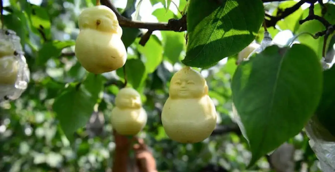 ബുദ്ധൻ്റെ രൂപമുള്ള സബർജല്ലികൾ കായ്ച്ചു നിൽക്കുന്നു, ലാഭം കൊയ്ത് ചൈനയുടെ കച്ചവടതന്ത്രം