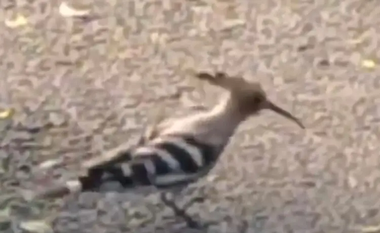 ഇസ്രായേലിന്റെ ദേശീയ പക്ഷി ഇങ്ങ് കേരളത്തിൽ എത്തി 