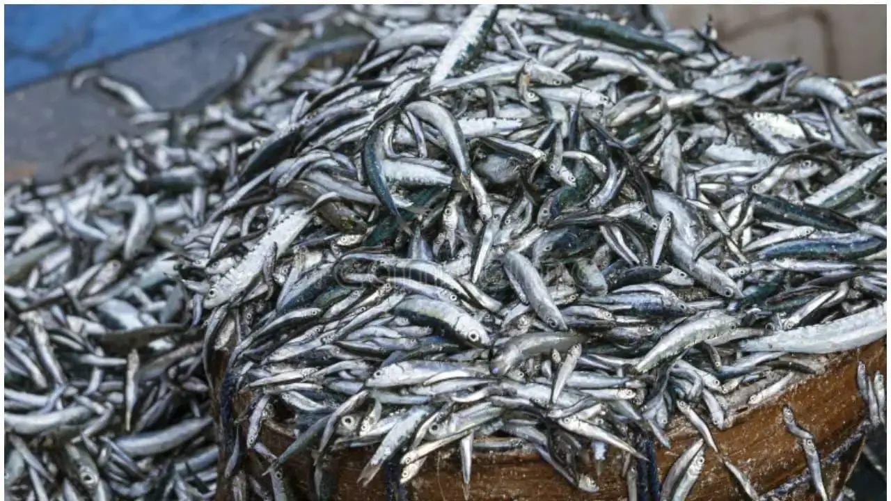 വലുപ്പമുള്ള മത്തി കടലിൽ നിന്നും അപ്രത്യക്ഷമായി, കാരണം കാലാവസ്ഥാ വ്യതിയാനം, നിരാശയോടെ മത്തിപ്രേമികൾ