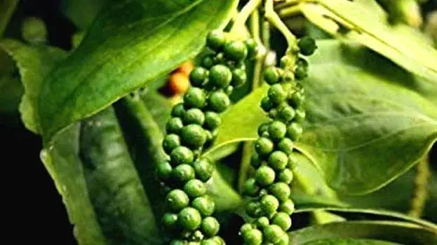 വിപണിയിലെ താരമായി കുരുമുളക്, നടക്കുന്നത് ലക്ഷങ്ങളുടെ ഇടപാടുകൾ, 