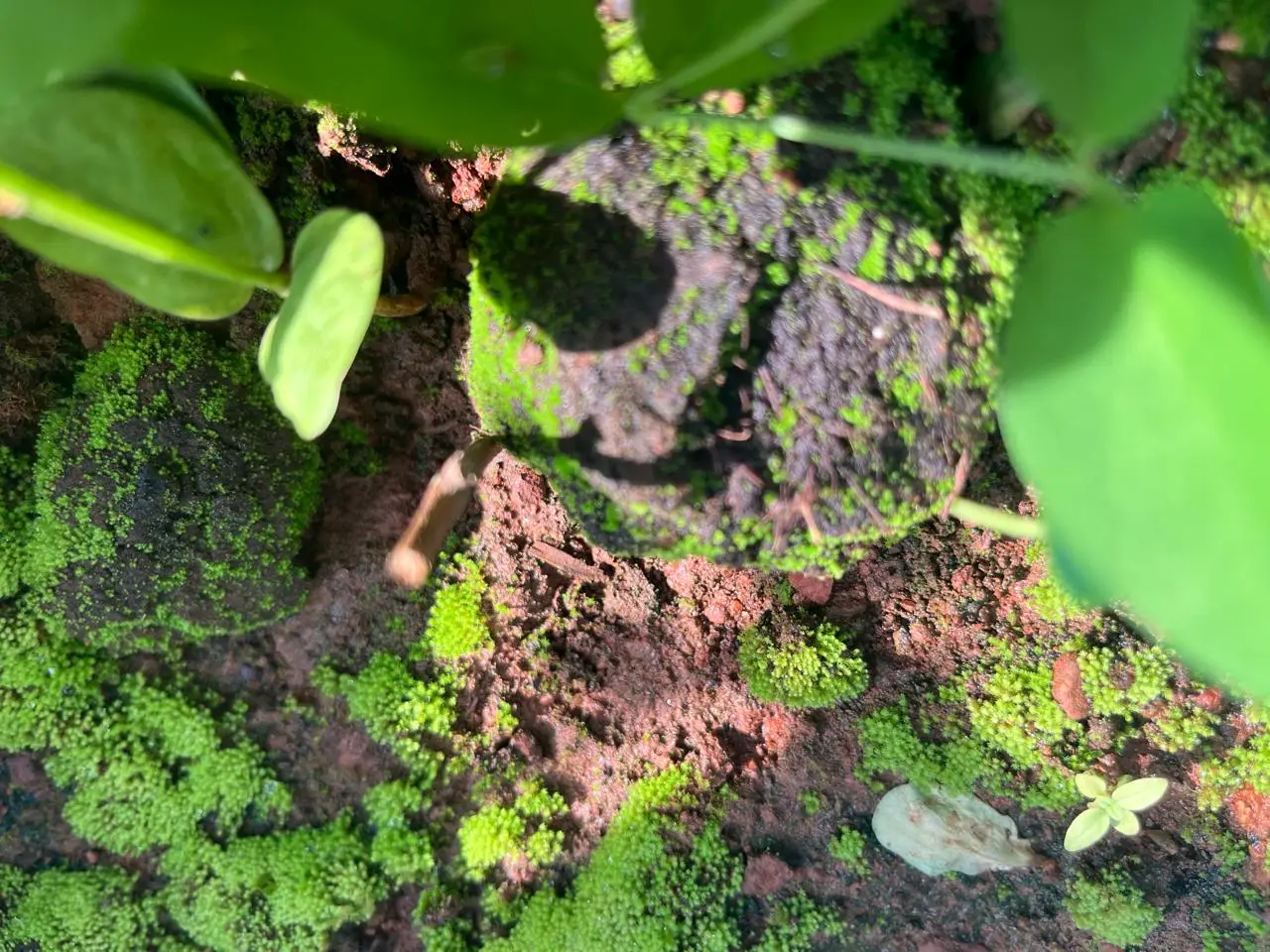 ഇന്ന് ലോക മണ്ണ് ദിനം, ഭൂമിയിലെ ജീവജാലങ്ങൾക്കു വേണ്ടി, ആരോഗ്യമുള്ള തലമുറയ്ക്ക് വേണ്ടി മനുഷ്യാ മണ്ണിനെ സംരക്ഷിക്കൂ