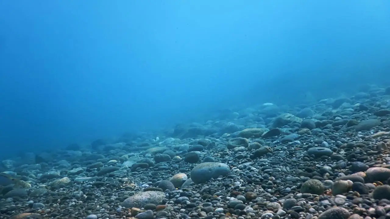 ആഴക്കടൽ ഖനനം സമുദ്രത്തിനു ഭീഷണി, കടൽ ജീവികളുടെ എണ്ണത്തിൽ വൻ നഷ്ട്ടമുണ്ടാക്കുമെന്ന് പഠനം