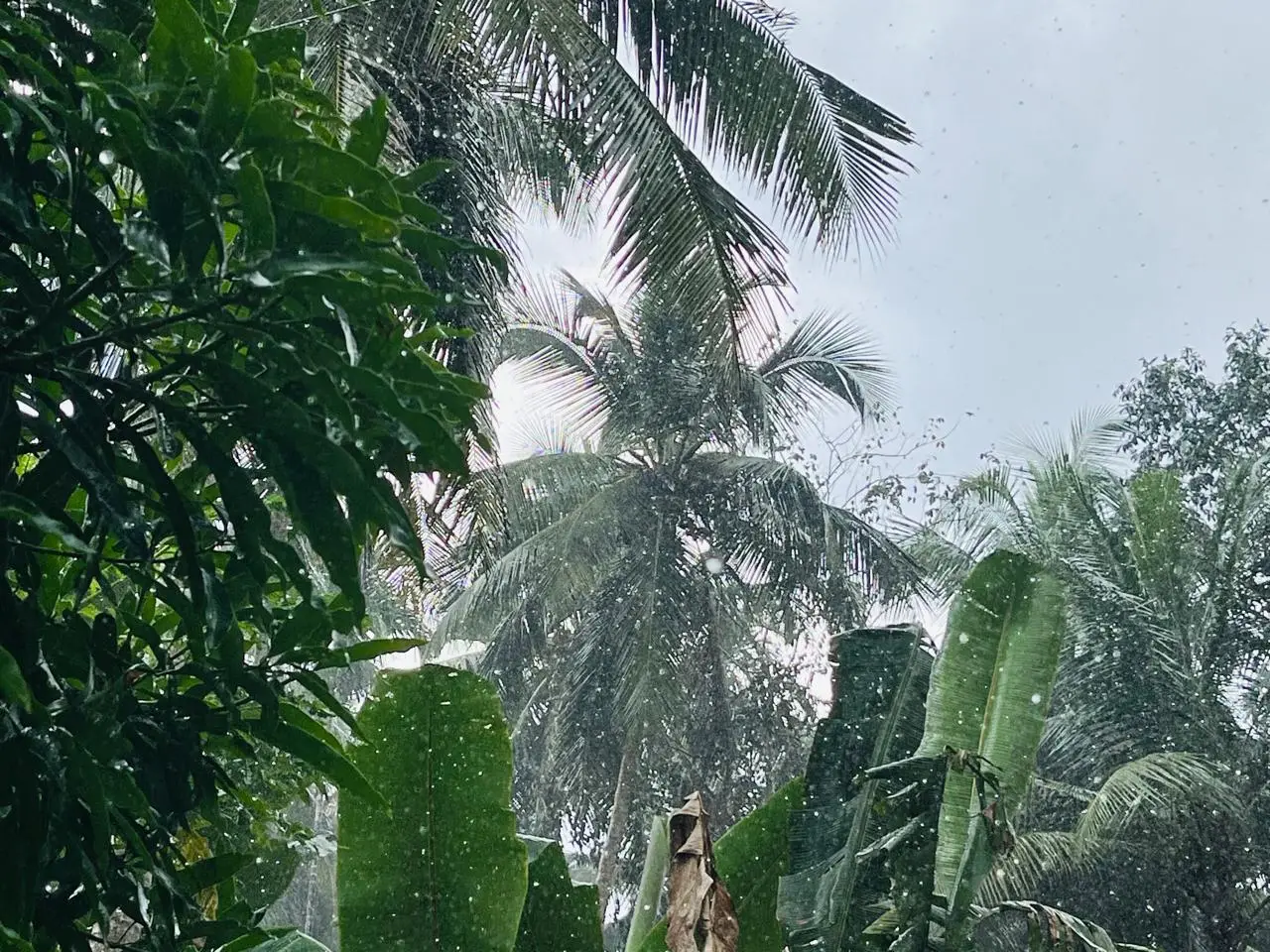 മഴ പിൻമാറുന്നു, നാളെ രണ്ട് ജില്ലകളിൽ മഴ, ആദ്യഘട്ട തദ്ദേശതിരഞ്ഞെടുപ്പ് ദിനത്തിൽ മഴ ഭീഷണി ഇല്ല