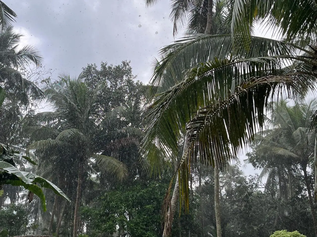 ഇന്നും ശക്തമായ മഴയില്ല, ചിലജില്ലകളിൽ ഇടിമിന്നലോട് കൂടിയ മഴയ്ക്കും കാറ്റിനും സാധ്യത