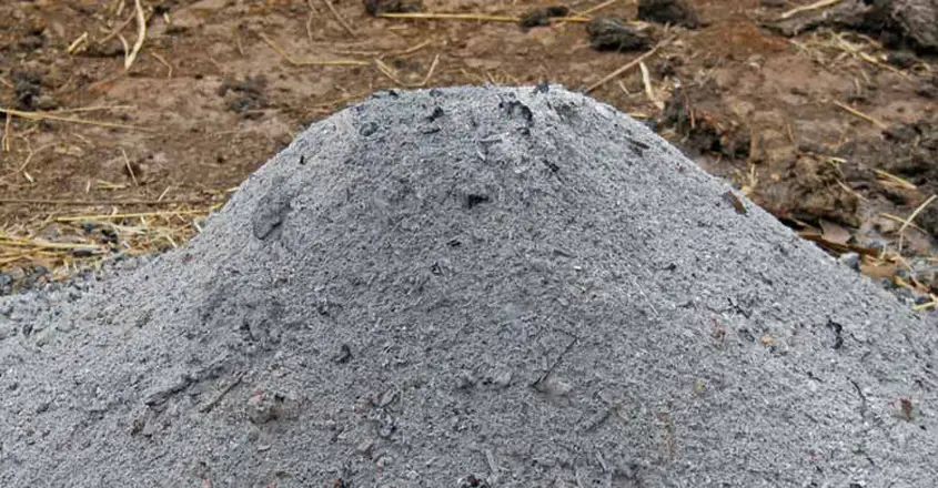 ചാരം നിസ്സാരക്കാരനല്ല: മണ്ണിന്റെ പോഷകമാണ്, കമ്പോസ്റ്റ് ആക്കാം 