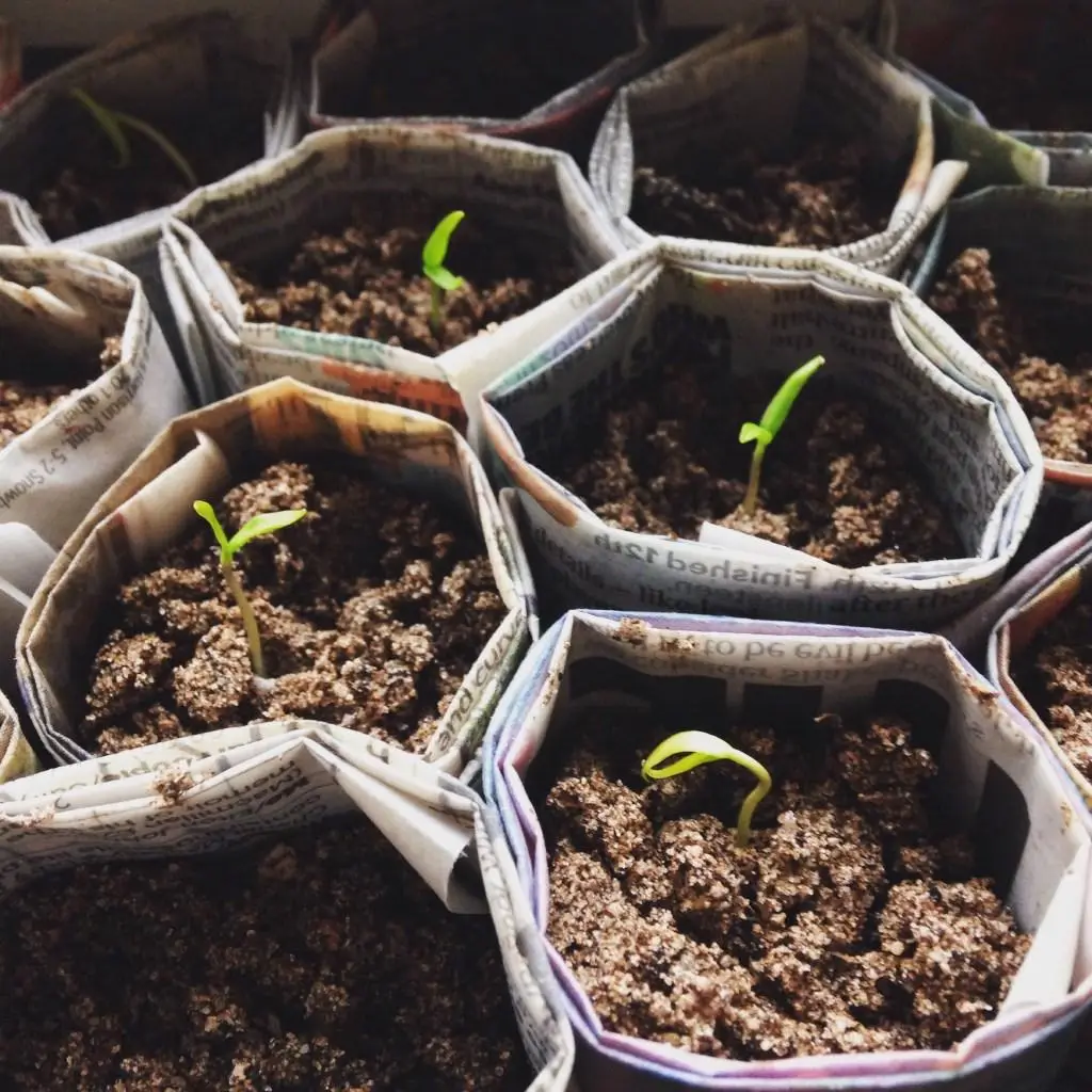 എല്ലുപൊടി ചെടികളുടെ വളർച്ചയ്ക്ക് അത്യുത്തമം, കുരുമുളകും പച്ചമുളകുമൊക്കെ തഴച്ചു വളരും