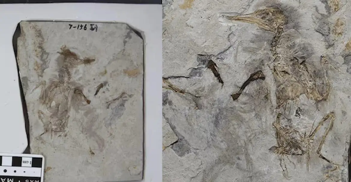 800 കല്ലുകൾ തൊണ്ടയിൽ കുടുങ്ങി പക്ഷി ചത്തു, എങ്ങനെ സംഭവിച്ചുവെന്ന് കണ്ടെത്താനാവാതെ ശാസ്‌ത്രലോകം