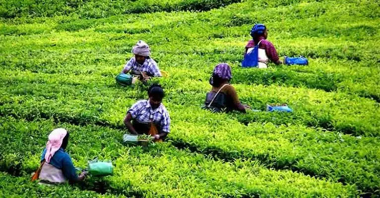 മലയാളികൾ ചായകുടി നിർത്തേണ്ടി വരും, രാത്രിയിലെ തണുപ്പും പകൽ ഉയർന്ന താപനിലയും തേയിലകൾ വാടി കരിയുന്നു 