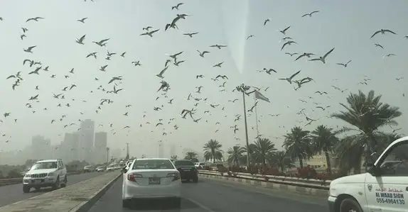  മഴ വീണ്ടും ശക്തി പ്രാപിക്കും,  വ്യാഴാഴ്ചയും വെള്ളിയാഴ്ചയും കൂടുതൽ മഴ ലഭിക്കും: അബുദാബിയെയും ബാധിക്കും