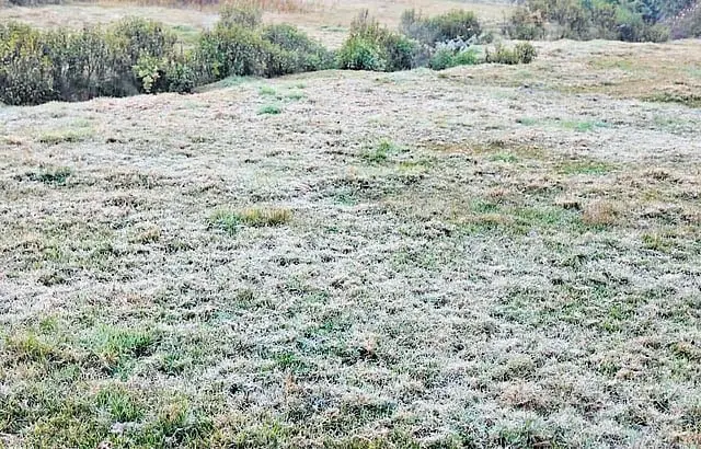 മൂന്നാറിൽ അതിശൈത്യം, വ്യാപക മഞ്ഞുവീഴ്ച ആസ്വദിക്കാൻ സഞ്ചാരികളുടെ തിരക്ക്