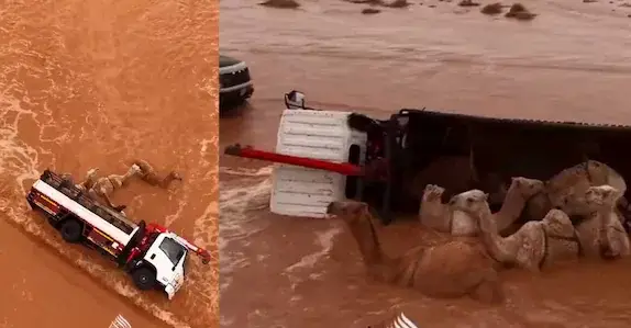 കനത്ത മഴക്കിടെ സൗദിയിൽ മലവെള്ളപ്പാച്ചിലിൽ പെട്ട് ഒട്ടകങ്ങളെ കയറ്റിയ ലോറി മറിഞ്ഞു