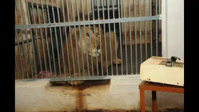 മൃഗശാലയിൽ മൃഗങ്ങൾക്ക് ശൈത്യകാല പരിചരണം