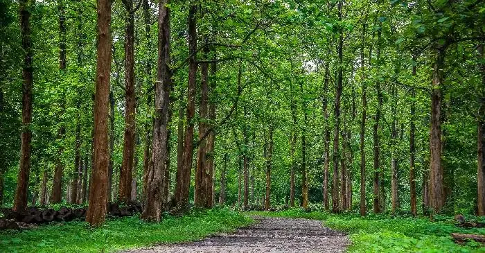 പ്രളയവും പ്രകൃതി ദുരന്തങ്ങളും ഭൂമിയുടെ ഘടന മാറ്റി, നിലമ്പൂരിൽ സ്വർണ്ണം കുഴിച്ചെടുക്കാൻ വമ്പന്മാർ എത്തും, പരിസ്ഥിതിയെ നോവിക്കരുത്