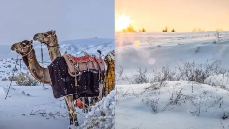 ശൈത്യകാല മഞ്ഞുവീഴ്ച; സൗദി അറേബ്യയുടെ മരുഭൂമി വെളുത്തതായി മാറി, ജനങ്ങൾ നൃത്തംചെയ്ത് ആലോഷിച്ചു