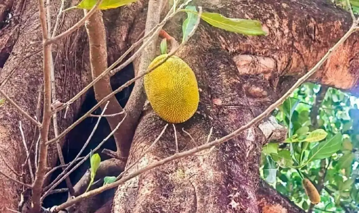 ആൽമരത്തിൽ ചക്ക കായ്ച്ചു,  കണ്ണിലുടക്കി അദ്ഭുത കാഴ്ച