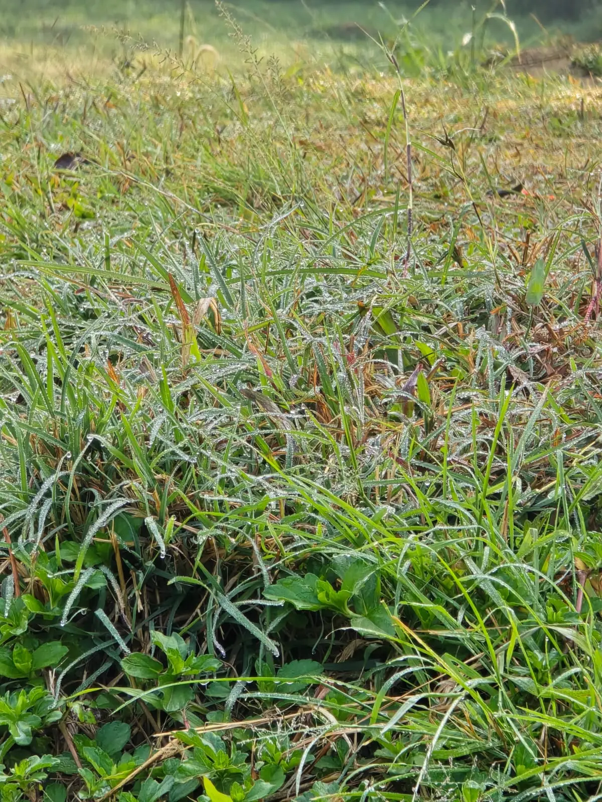 കേരളത്തിൽ തണുപ്പിന് കാരണം ലാ നിനാ പ്രതിഭാസവും സൈബീരിയയിൽ നിന്നുള്ള അതിശൈത്യം നിറഞ്ഞ കാറ്റും, ജനുവരി വരെ തണുപ്പ് തുടരും