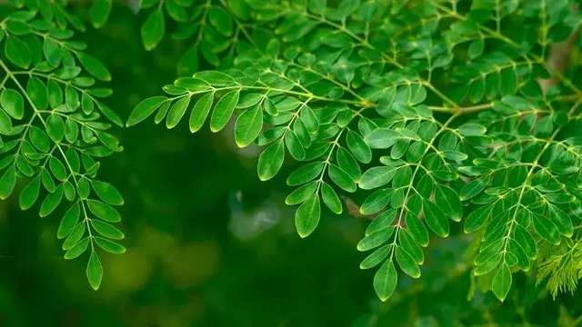 മുറ്റത്തെ മുരിങ്ങയുടെ   അത്ഭുത ഗുണങ്ങൾ അറിയാം