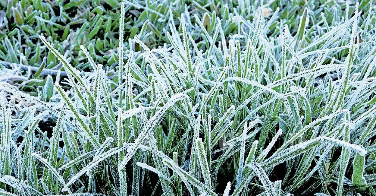  കേരളത്തിൽ ഇന്ന് ഈ വർഷത്തെ ഏറ്റവും തണുപ്പ് കൂടിയ ദിവസം, മൂന്നാറിൽ അതിശൈത്യം