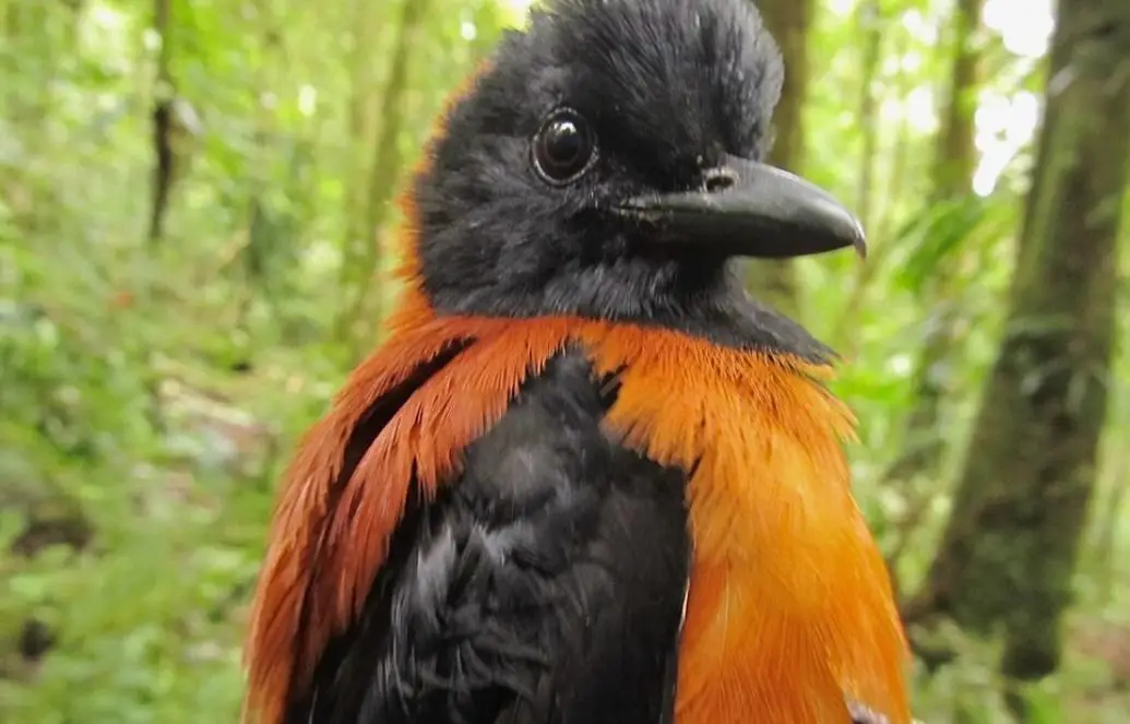 രാജവെമ്പാലയേക്കാൾ വിഷമുള്ള പക്ഷി, വലയിൽ കുടുങ്ങിയ പക്ഷിയെ പിടിച്ച ശാസ്‌ത്രജ്ഞൻ്റെ കൈകൾക്ക് പൊള്ളലേറ്റു