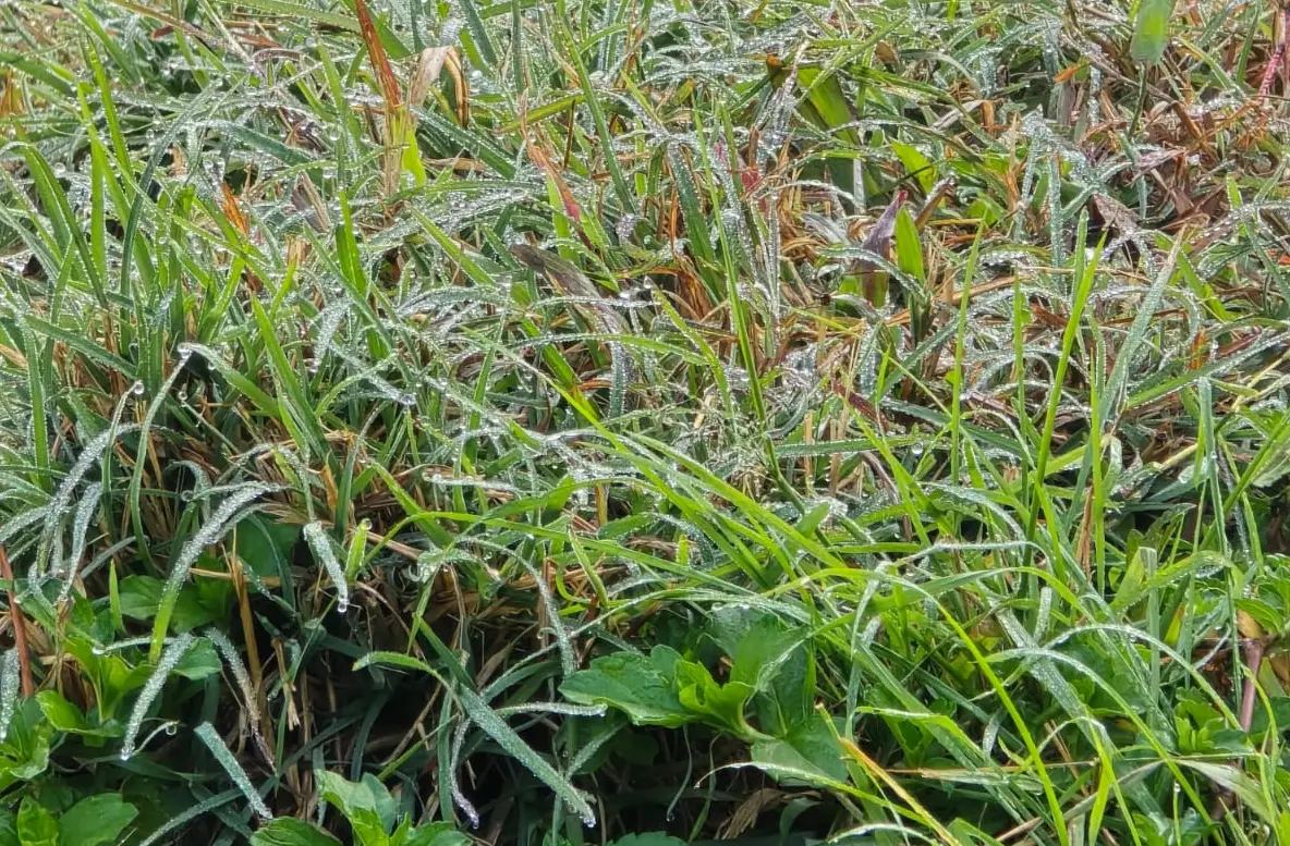 കേരളത്തിൽ വരണ്ട കാലാവസ്ഥ തണുപ്പ് തുടരും