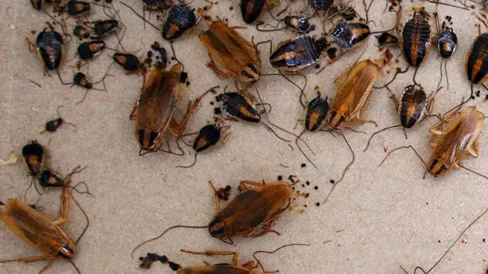 തണുപ്പ് കാലത്ത് വീട്ടിൽ പാറ്റശല്യം രൂക്ഷമാണോ? പാറ്റകളെ തുരത്താൻ എളുപ്പ വഴികളിതാ