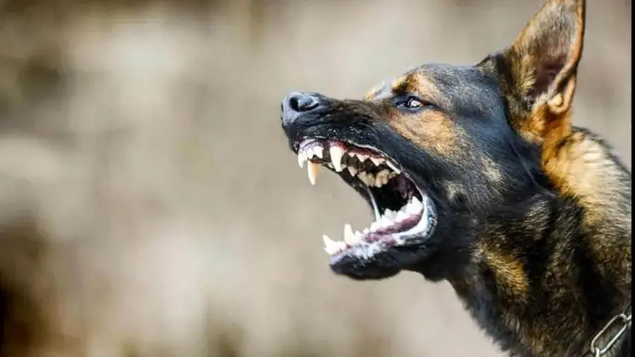 നായയുടെ കടിയേറ്റ് എരുമ ചത്തു, തൈര് കഴിച്ച 200 ലേറെ പേർ പേവിഷബാധ ഭീതിയിൽ