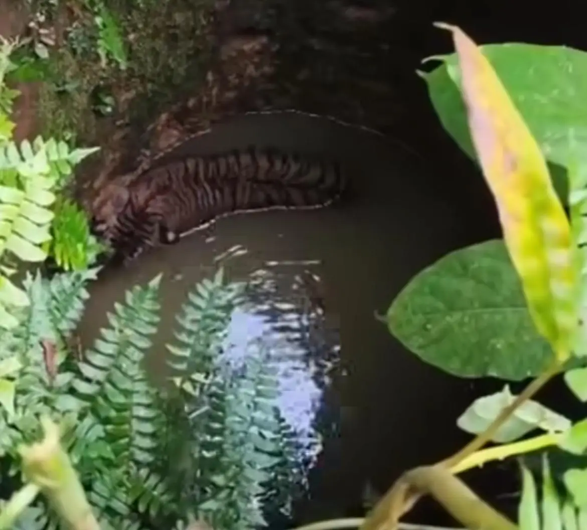 കാട്ടിലെ കടുവ നാട്ടിലിറങ്ങി, പത്തനംതിട്ടയിൽ കടുവ കിണറ്റിൽ വീണു, ജനങ്ങൾക്ക് പുറത്തിറങ്ങാൻ പേടി