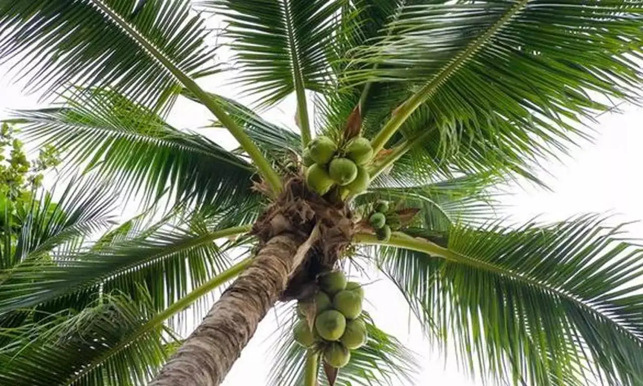 വേനലിൽ തെങ്ങിനെ സംരക്ഷിച്ചില്ലെങ്കിൽ തെങ്ങും തെങ്ങുൽപ്പന്നങ്ങളും കണികാണാൻ പോലും കിട്ടില്ല, തെങ്ങിനെ സംരക്ഷിക്കാൻ നിരവധി വഴികളിതാ