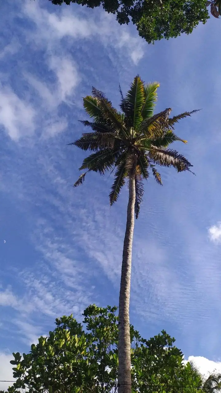 if-you-dont-protect-the-coconut-tree-in-the-summer-it-will-rot