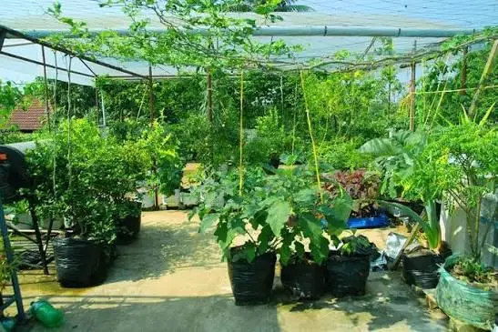 നല്ലൊരു അടുക്കളത്തോട്ടം എങ്ങനെ തയ്യാറാക്കാം, ജനുവരി മാസം കൃഷിക്ക് കൂടുതൽ അനുയോജ്യം