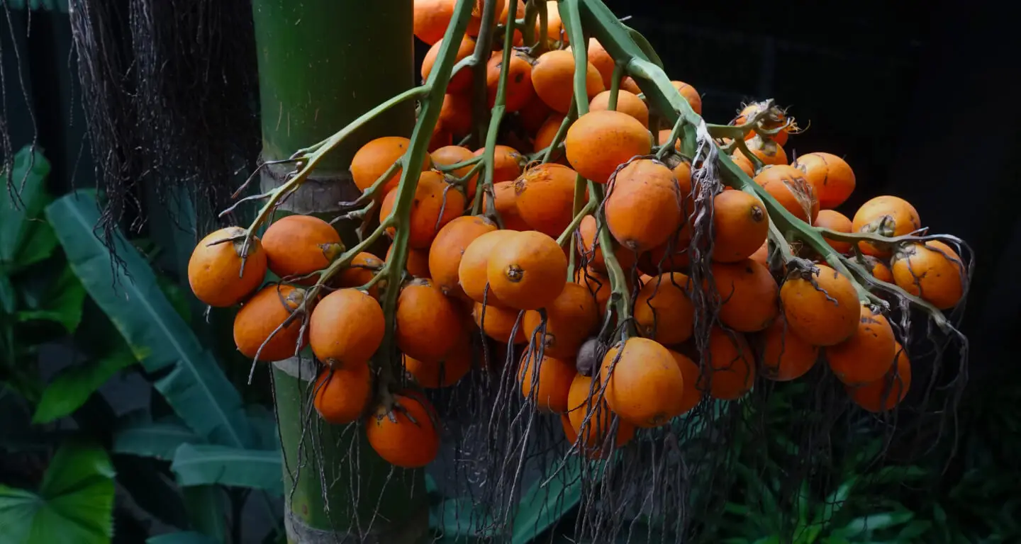 കേരളത്തിൽ തേങ്ങയല്ല താരം, തേങ്ങ വിലയിൽ വൻ ഇടിവ്, അടയ്ക്ക കൃഷിയുണ്ടെങ്കിൽ ലക്ഷപ്രഭുവാകാം 