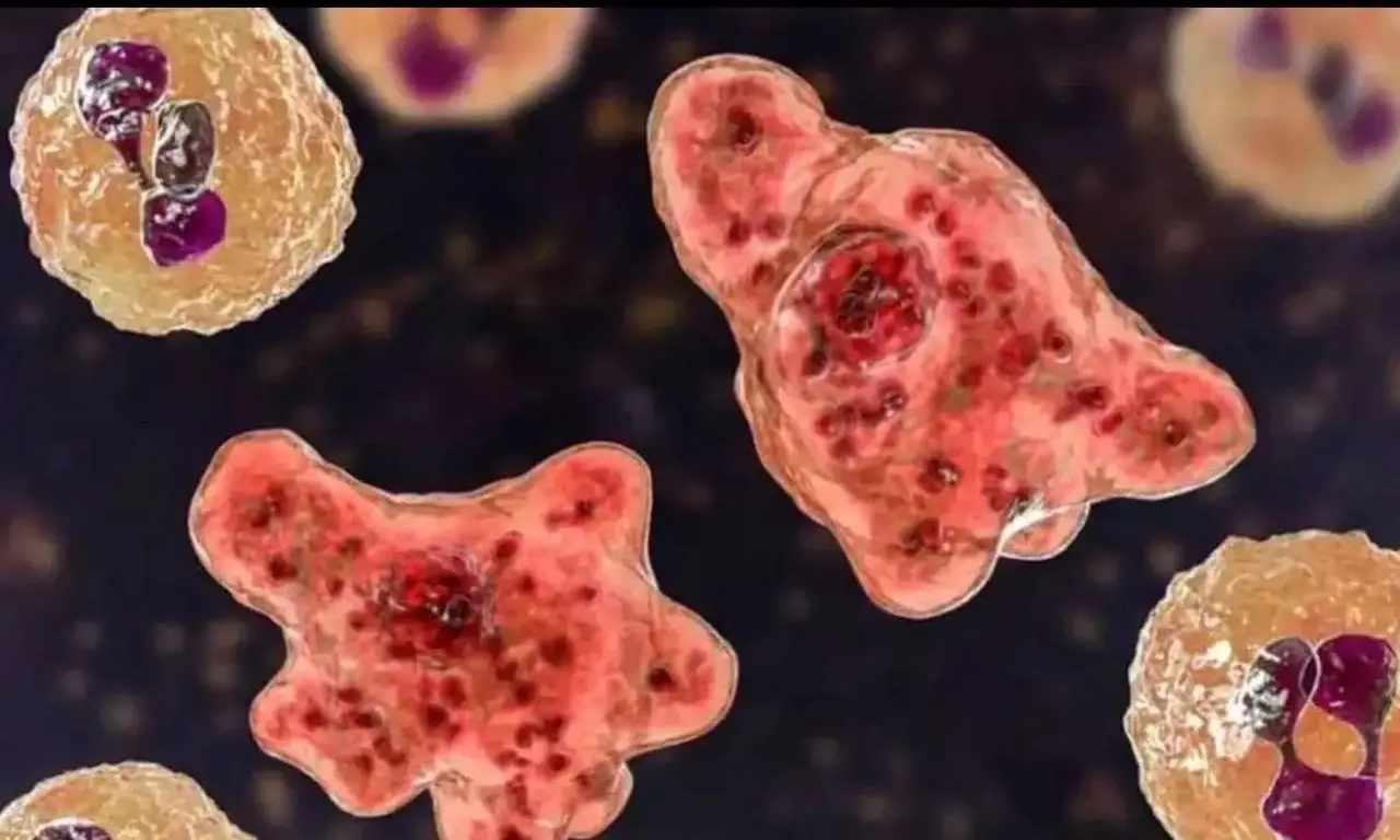 സംസ്ഥാനത്ത് വീണ്ടും അമീബിക് മസ്തിഷ്കജ്വരം, കോഴിക്കോട് സ്വദേശി മരിച്ചു, കഴിഞ്ഞ വർഷം മരിച്ചത് 200 ഓളം പേർ