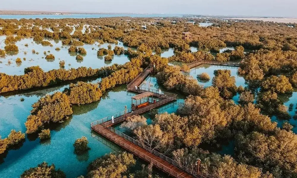 ഇത് കേരളമല്ല അതുക്കും മേലെ, ഇവിടെ എങ്ങും മഞ്ഞുവീണ കണ്ടൽ കാടുകൾ, അബുദാബിയിലെ പച്ചപ്പ് കാണാൻ പ്രവാസികൾ ഒഴുകിയെത്തുന്നു