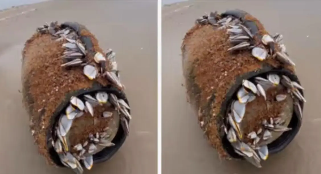 മൂന്ന് മാസത്തോളം കടലിനടിയിൽ കിടന്ന ബ്ല്യൂടൂത്ത് സ്പീക്ക‍ർ അസ്സലായി പാടുന്നു, ചളിയും, ഷെല്ലുകളും നിറഞ്ഞ സ്പീക്കർ വൈറലായി 