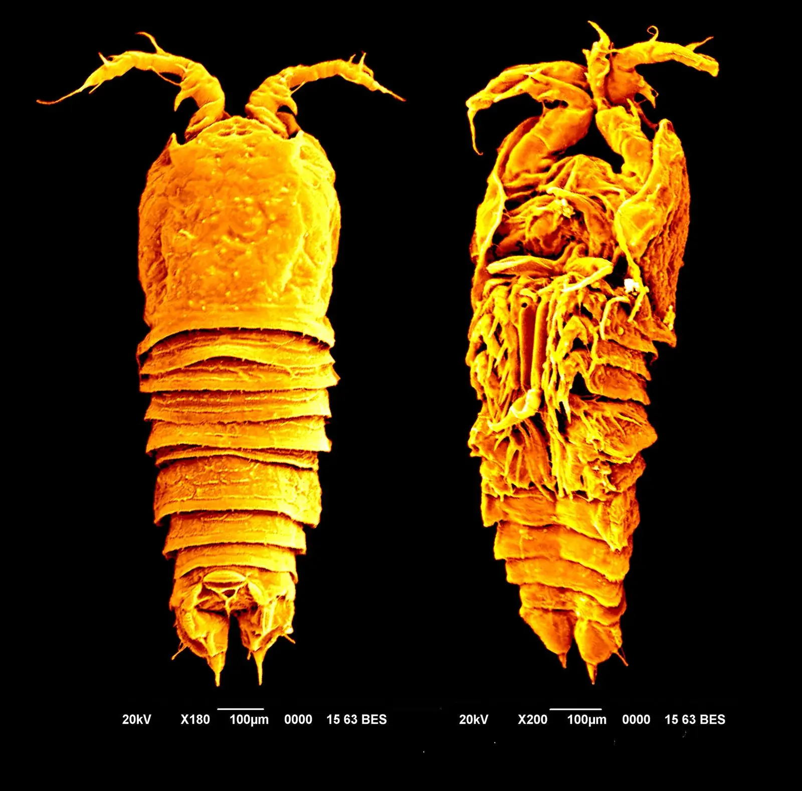 CUSAT researchers discover new genus and species from Indian Ocean, scientific tribute to India and beloved teacher